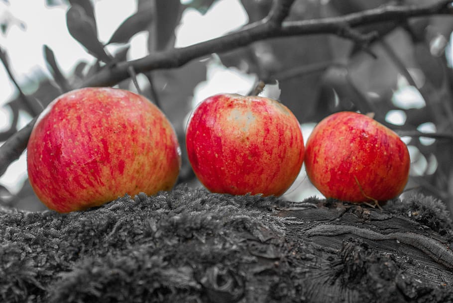 selective colour, apple, red, color, fruit, costs, nature, food, HD wallpaper