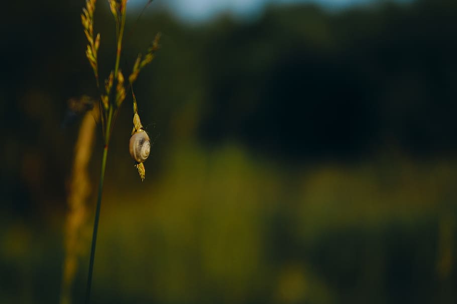 macro, nature, snail, shell, shall, grass, green, forest, blur HD wallpaper