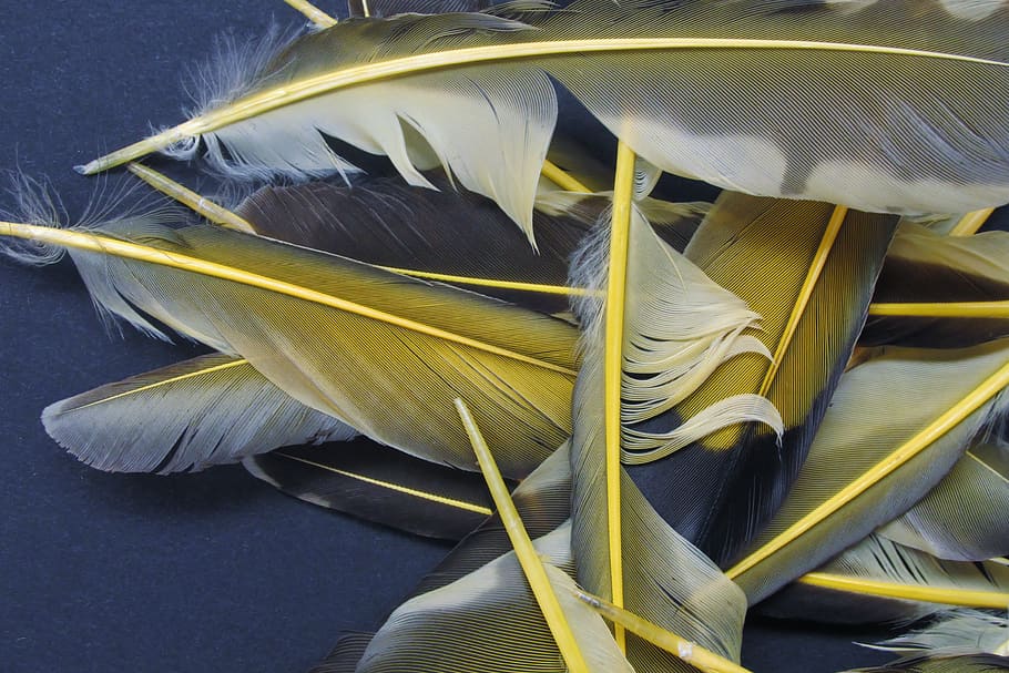 nature, pattern, texture, bird, feather, yellow, close-up, no people HD wallpaper