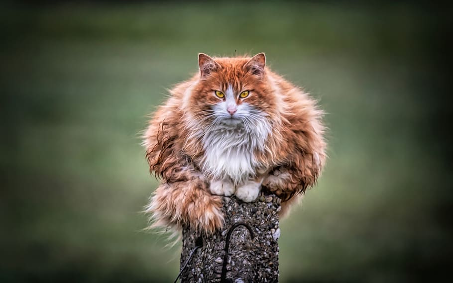 orange tabby cat, animal themes, mammal, one animal, domestic HD wallpaper