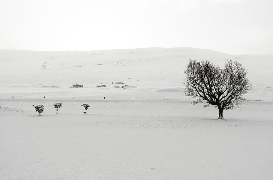 bare tree in snow fields during daytime, soil, nature, outdoors HD wallpaper