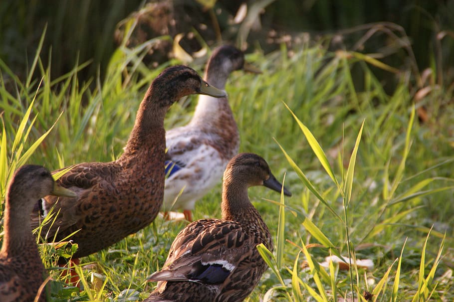 ducks, walk, nature, grass, bird, animals in the wild, animal wildlife HD wallpaper