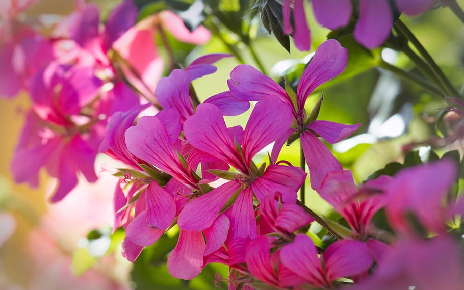 geranium, bright, pink, close up, balcony plant, blossom, bloom HD wallpaper