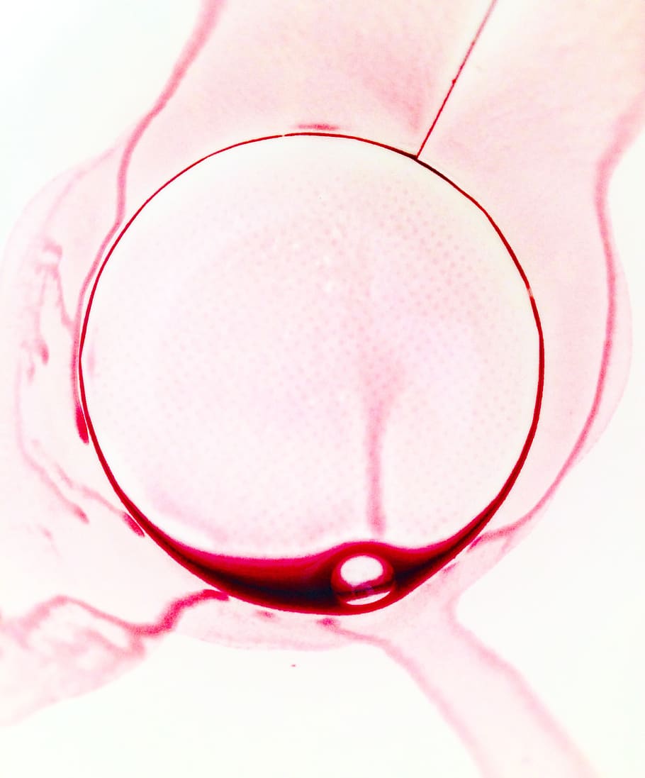 wine, redwine, glass, pink color, close-up, indoors, no people HD wallpaper