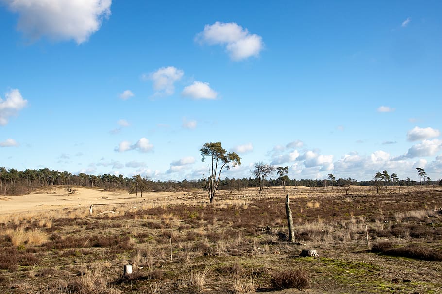 heide, clouds, landscape, nature, drunense duinen, sky, environment, HD wallpaper