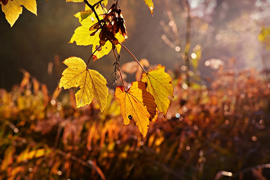 leaf, foliage, branch, tree, autumn color, sunlight, early morning mood HD wallpaper