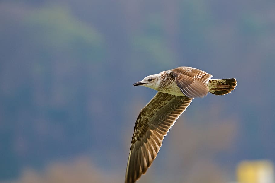 gull, bird, seevogel, wing, flying, water bird, animal wildlife HD wallpaper