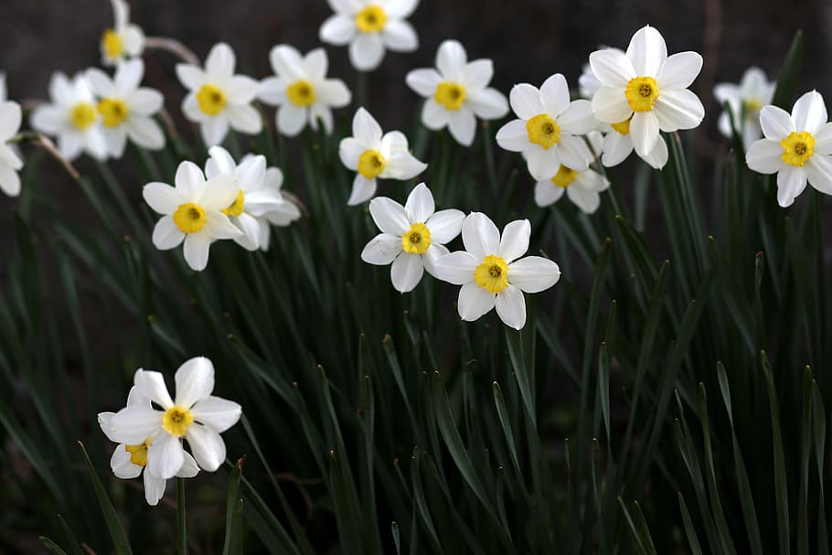 daffodil, white, flower, spring, supplies, nature, blooming HD wallpaper