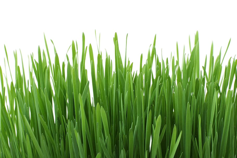 closeup, grass, wild, green, fresh, nature, green color, growth HD wallpaper