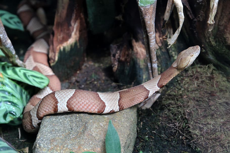 wild, python, snake, animal, nature, zoo, jungle, human body part HD wallpaper