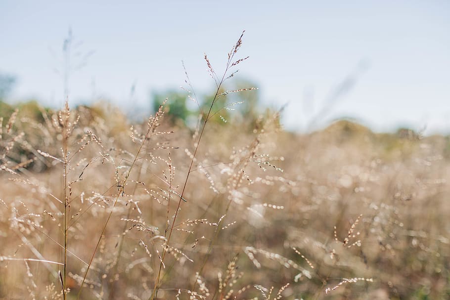 grass steams on daytime, plant, growth, field, land, nature, beauty in nature HD wallpaper