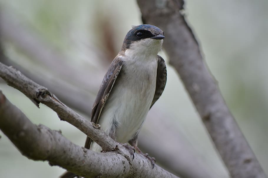 swallow, tree trunk, bird, vertebrate, animal wildlife, animal themes HD wallpaper