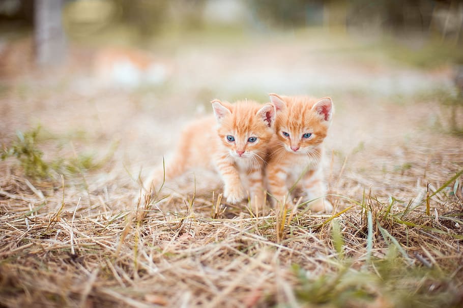 kitten, red, two, small, grass, nature, striped, hay, snuggles HD wallpaper