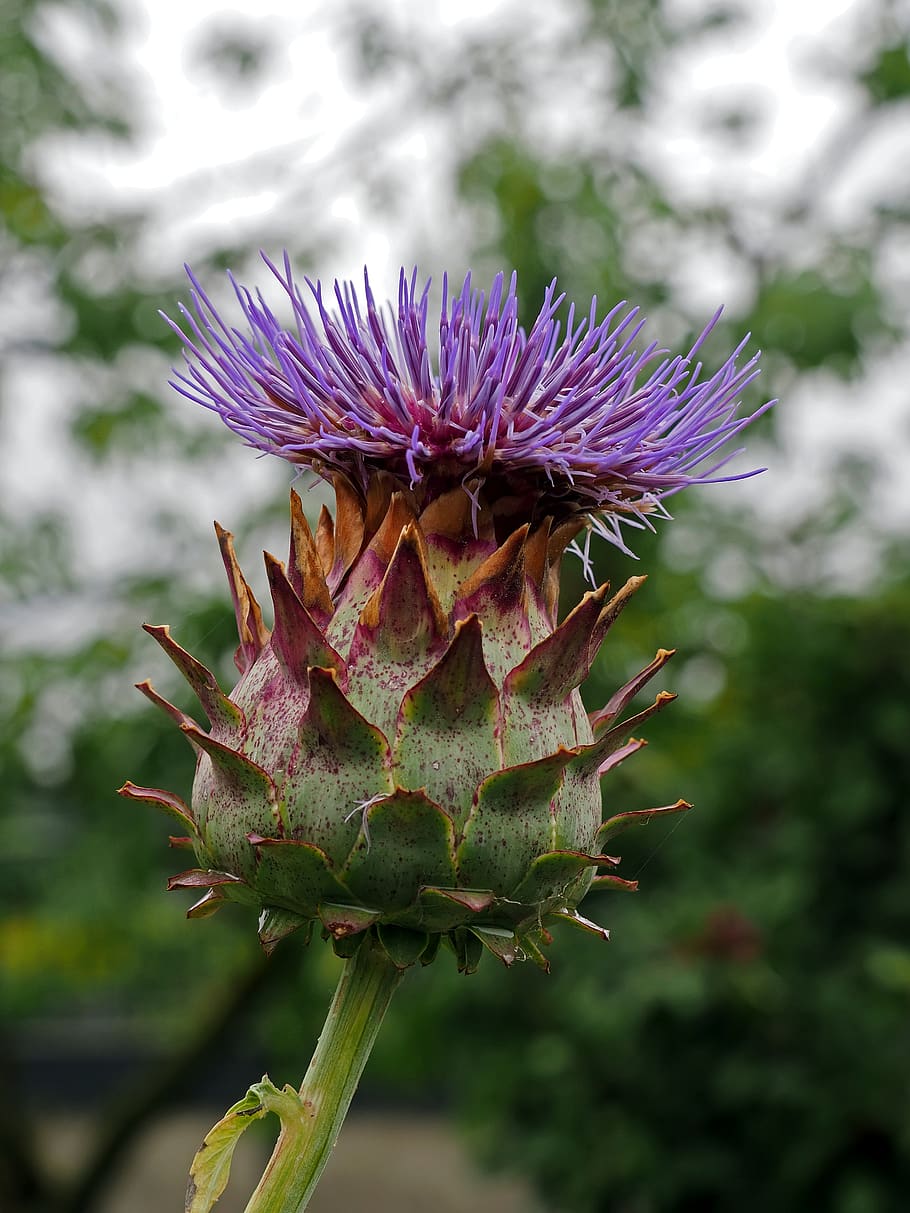 plant, flower, flowering plant, beauty in nature, growth, focus on foreground HD wallpaper