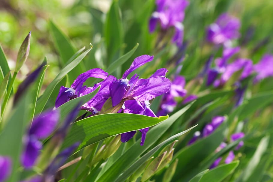spring, flower, flowers, background, focus, closeup, outdoor HD wallpaper