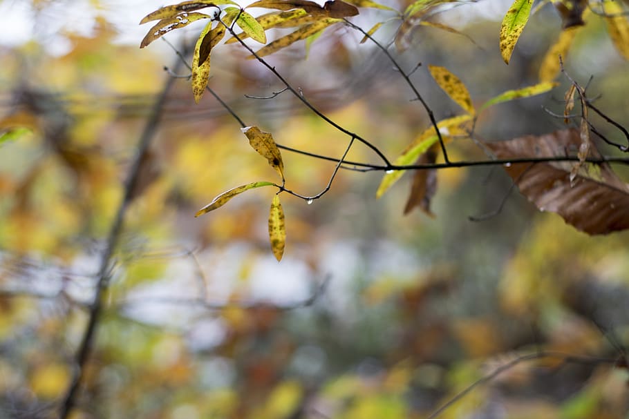 water, waterdrop, fall, autumn, color, yellow, green, tree HD wallpaper