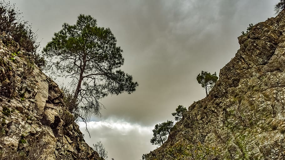 trees, mountain, gorge, cliffs, nature, wilderness, survival HD wallpaper