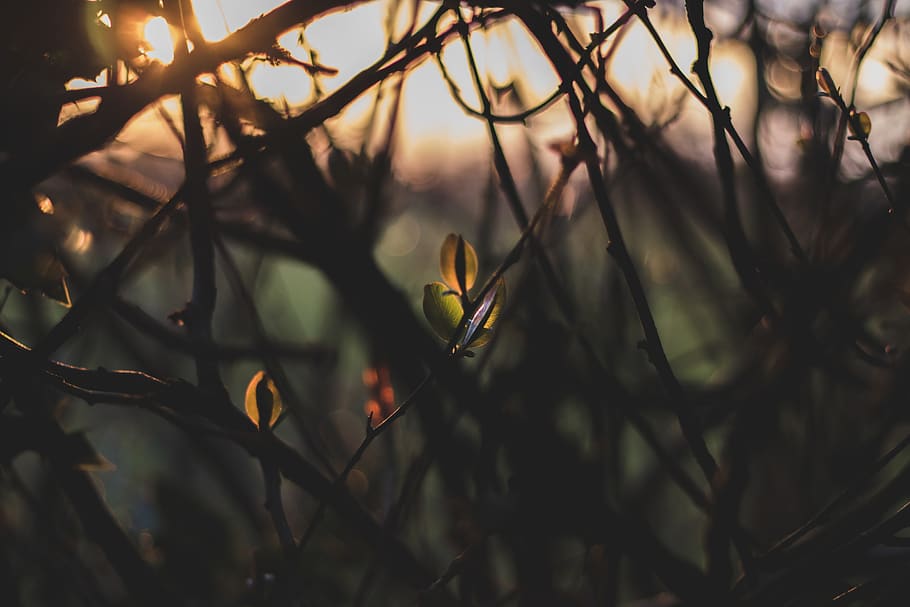 Selective Focus Photography of Vines, blur, branches, close-up HD wallpaper