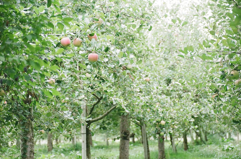 apple fruits and trees during daytime, plant, food, produce, green, HD wallpaper