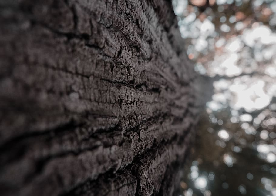 bottom view of tre, selective focus, textured, close-up, tree HD wallpaper