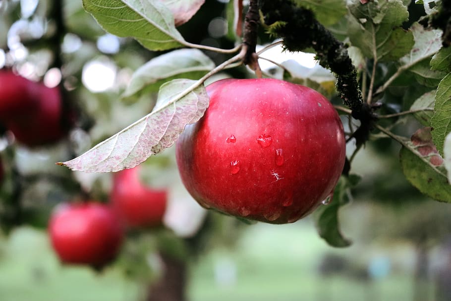 apple, apple tree, fruit, orchard, healthy, harvest, red, bio HD wallpaper