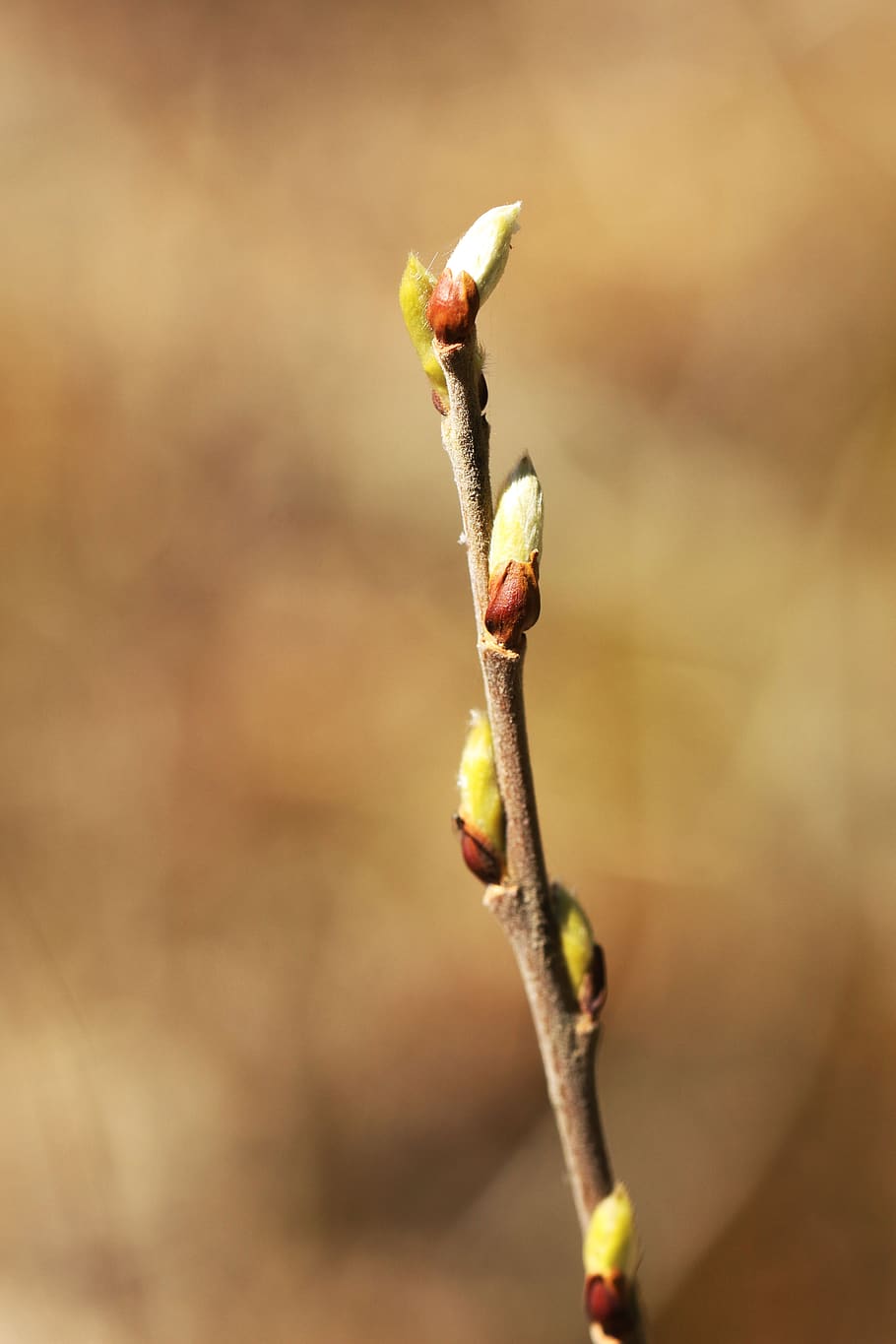 branch, bud, nature, spring, plant, close-up, beginnings, focus on foreground HD wallpaper