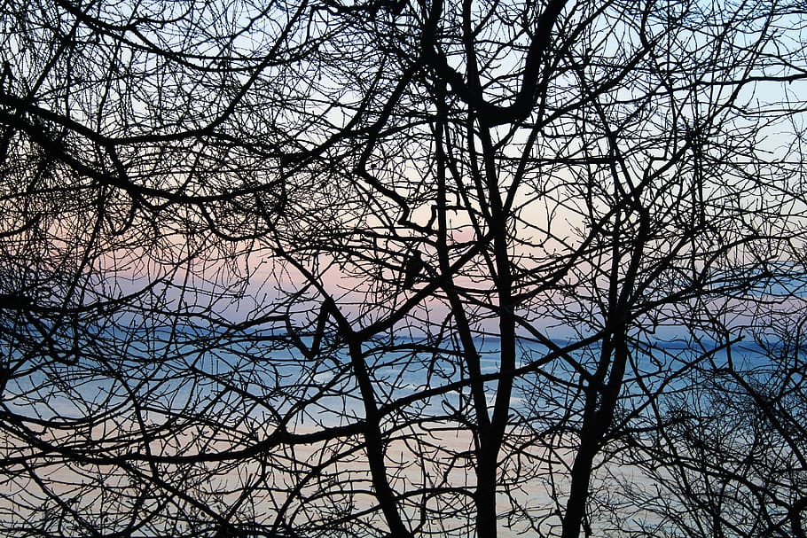 threes, bird, nest, branch, water, beach, autum, colors, tree HD wallpaper