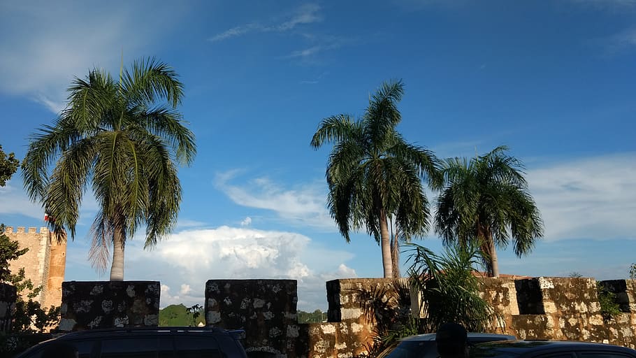 summer, arecaceae, tree, palm tree, plant, outdoors, tropical HD wallpaper