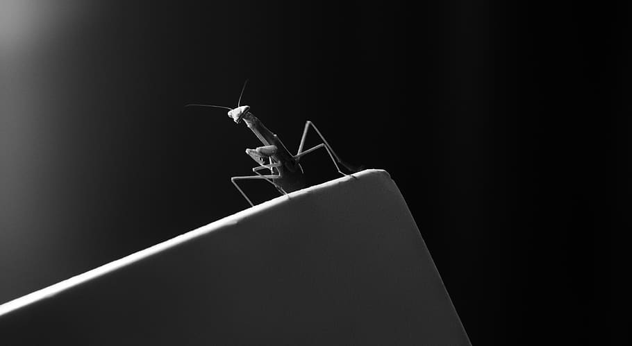 praying mantis, bug, insect, black and white, monochrome, mood HD wallpaper