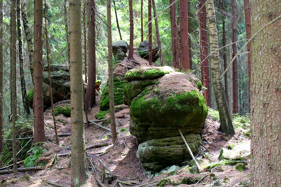 forest, boulders, rocks, moss, landscape, tree, the stones HD wallpaper