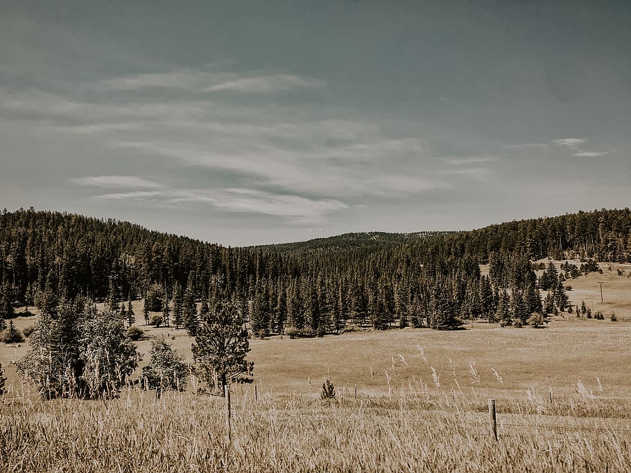 green pine trees covered valley during daytime, plant, abies HD wallpaper