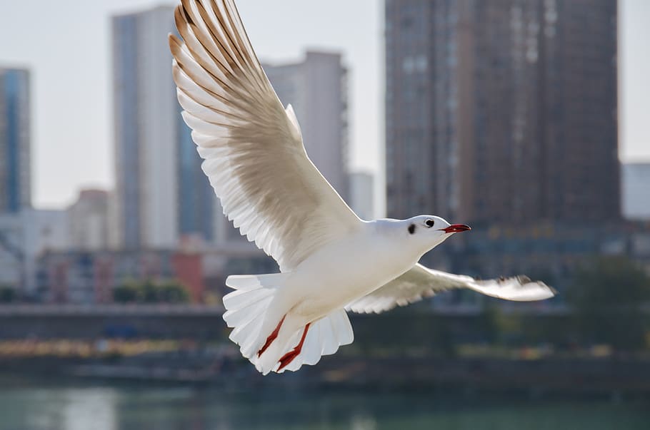 flying white dove, animal themes, bird, animals in the wild, one animal HD wallpaper