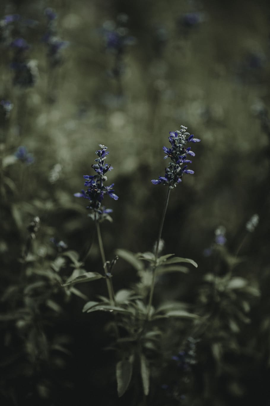 Blue Cluster Flowers, bloom, blooming, blossom, blurred background HD wallpaper