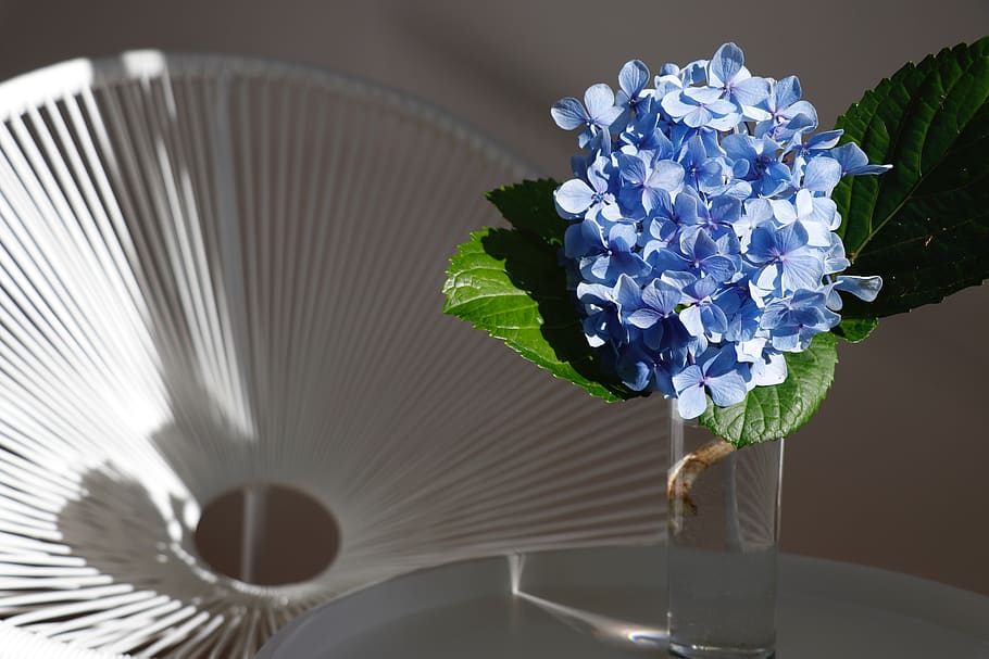blue, white, hydrangea, flowers, nature, summer, petals, plants HD wallpaper