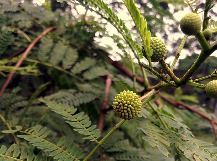 flora, stem, flower, leaves, plant, seed, forest, growth, green color HD wallpaper