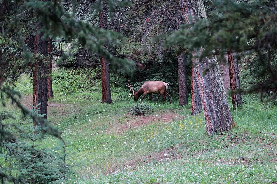 canada, banff, moose, deer, forest, nature, desktop background HD wallpaper