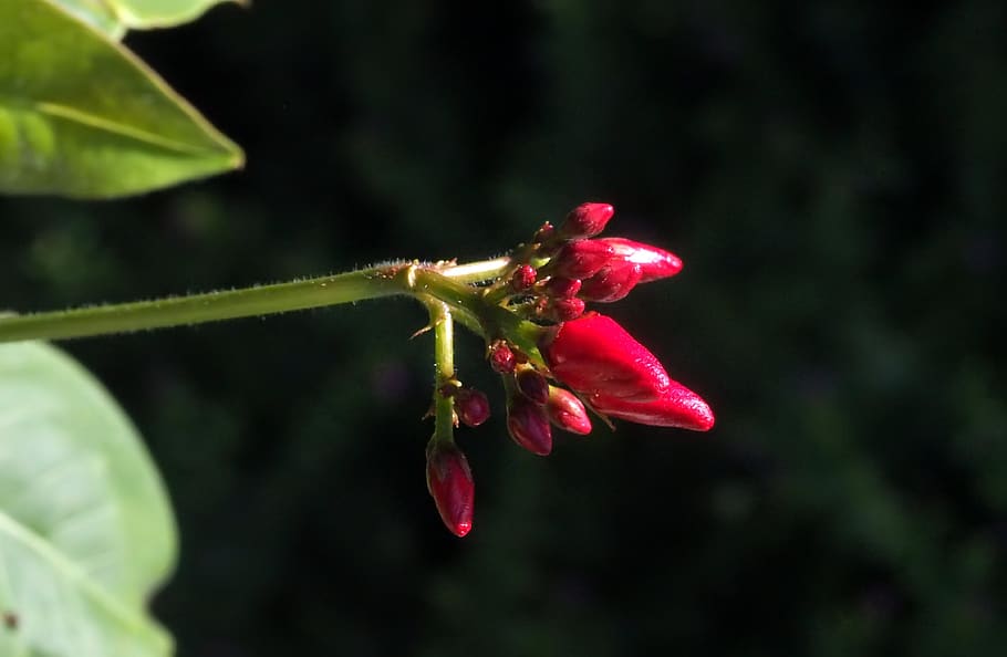small, red, petal, nature, natural, plant, close-up, flowering plant HD wallpaper