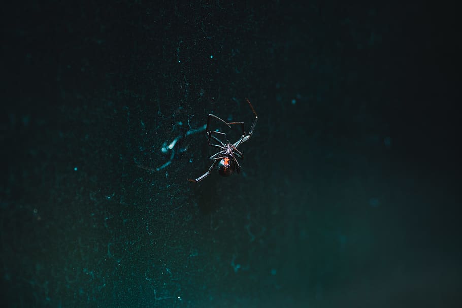 black spider on web, one person, leisure activity, sea, real people HD wallpaper