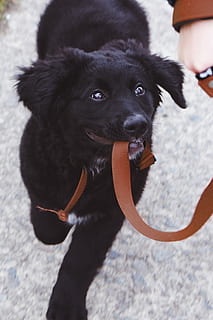 dog biting brown leash, animal, mammal, canine, pet, strap, person HD wallpaper