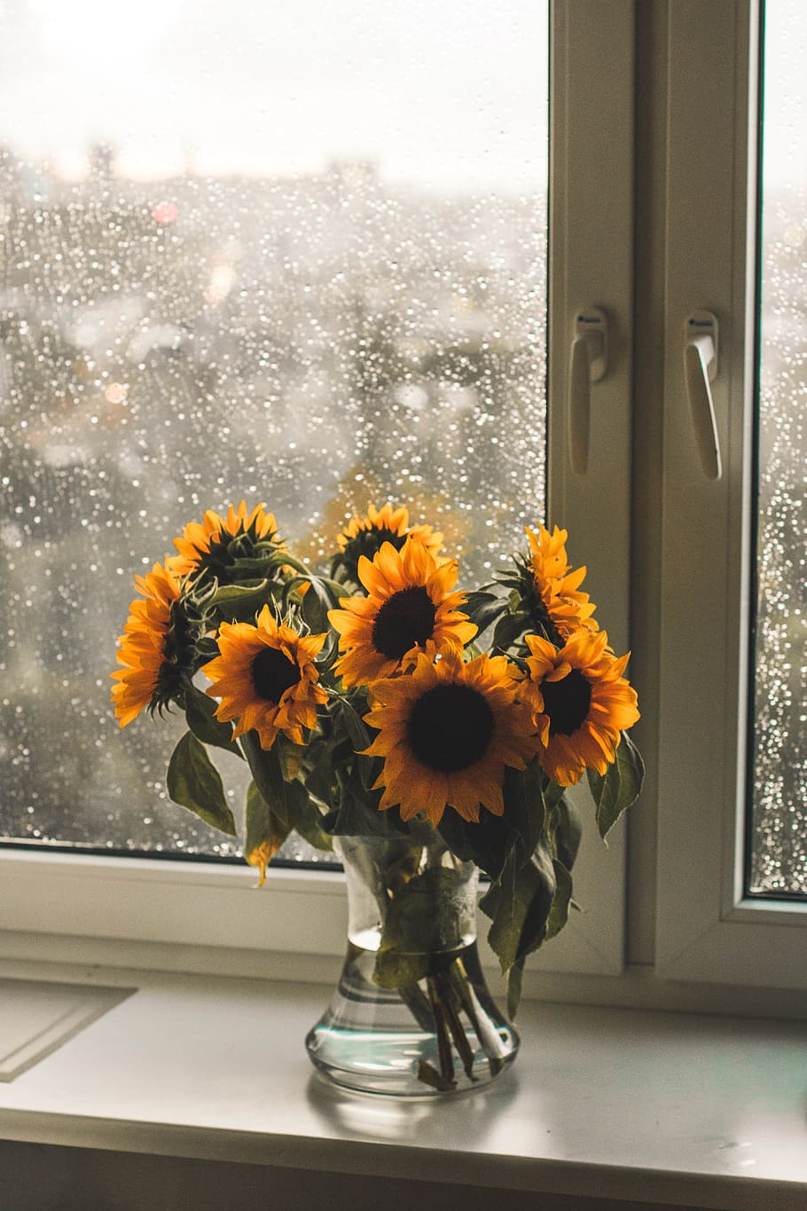 Yellow Sunflowers In Clear Glass Vase, bloom, blossom, bouquet HD wallpaper