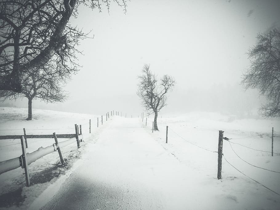 snow, winter, cold, white, fence, nature, fog, mist, street HD wallpaper