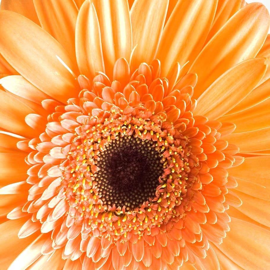 flower, bloom, orange, summer, plant, bright, flowering plant HD wallpaper