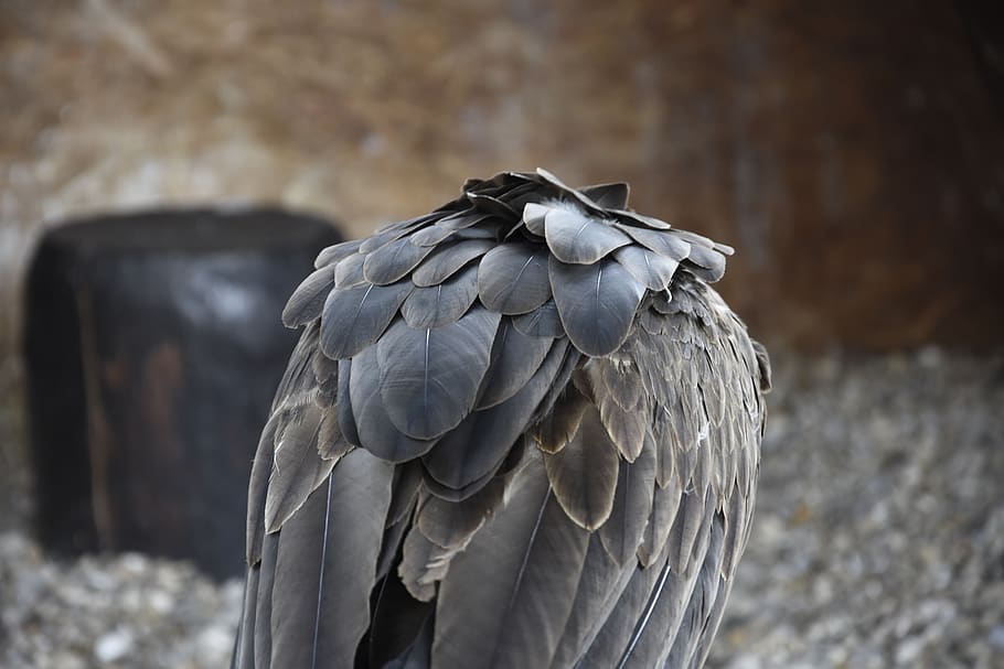 bird, fly, sky, feathers, back, tree, animal, forest, animal wildlife HD wallpaper