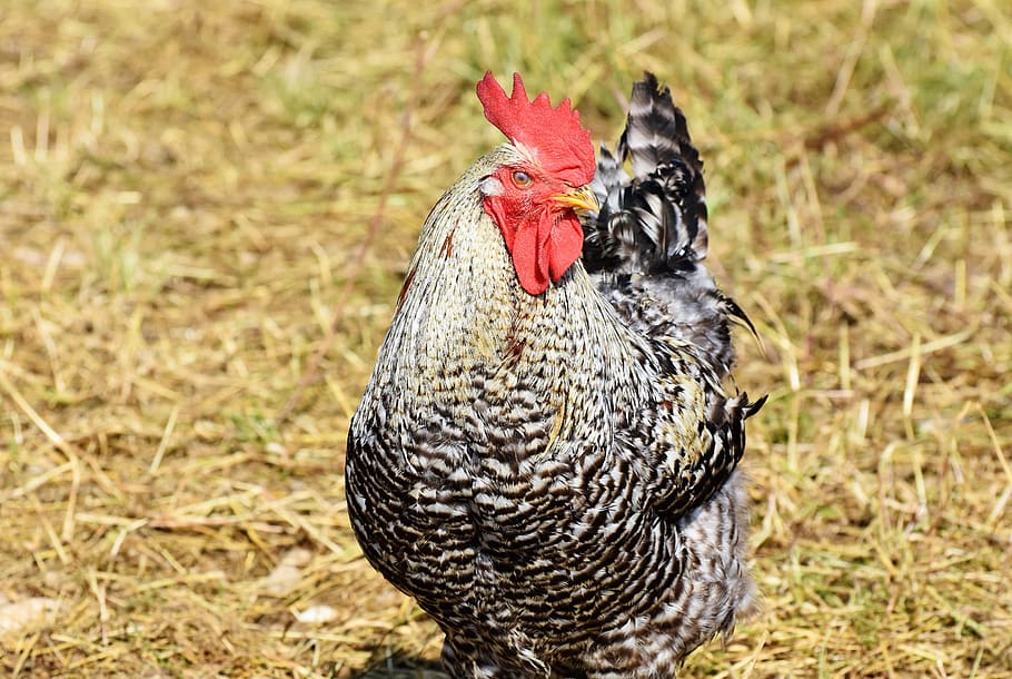 hahn, rooster head, crow, poultry, eye, comb, chicken, gockel HD wallpaper
