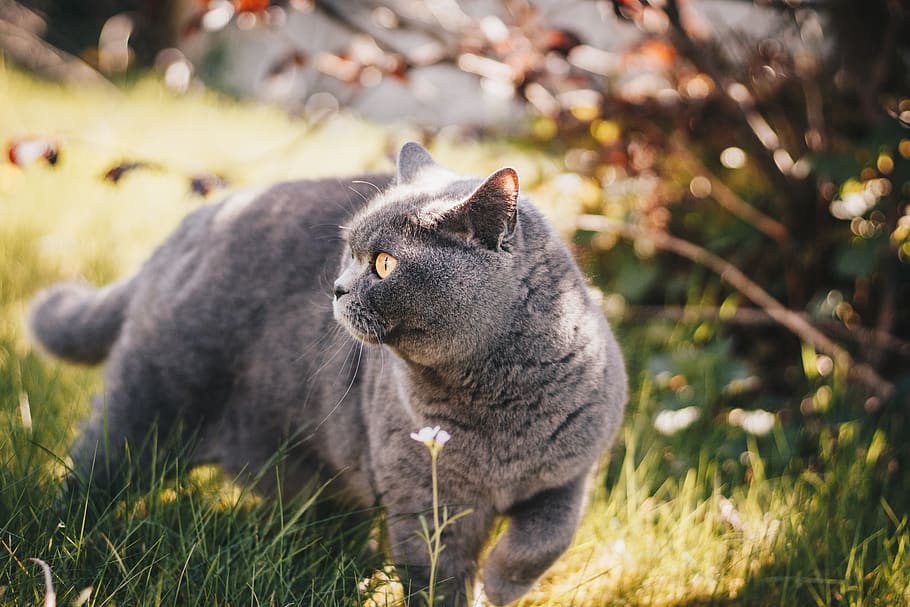 Selective Focus Photography Of Grey Cat, adorable, animal, british shorthair