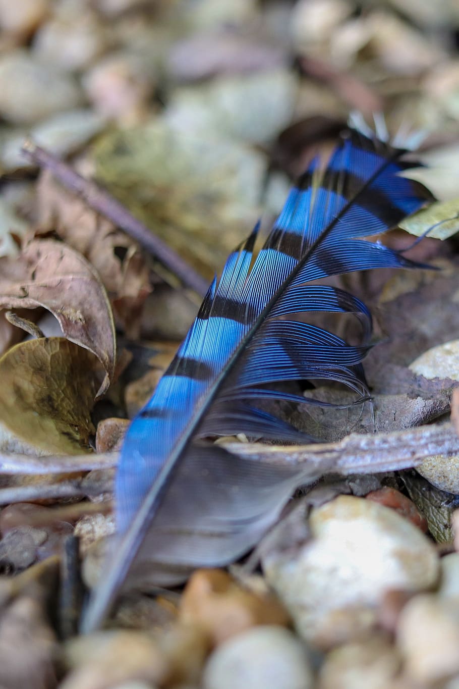 blue jay, feather, nature, native american, wildlife, birdwatching, HD wallpaper