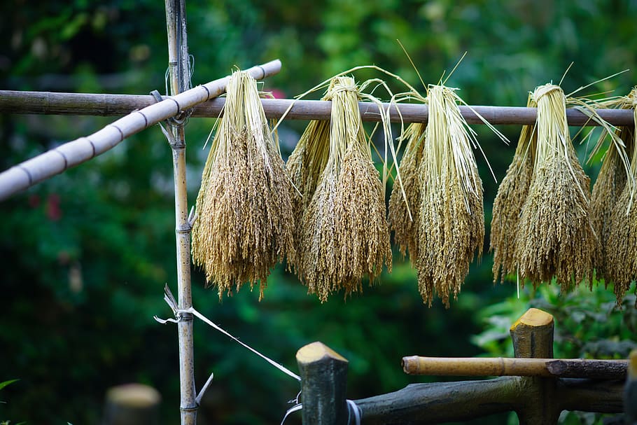 selective focus photography of grains, flora, tree, plant, para rubber tree, HD wallpaper