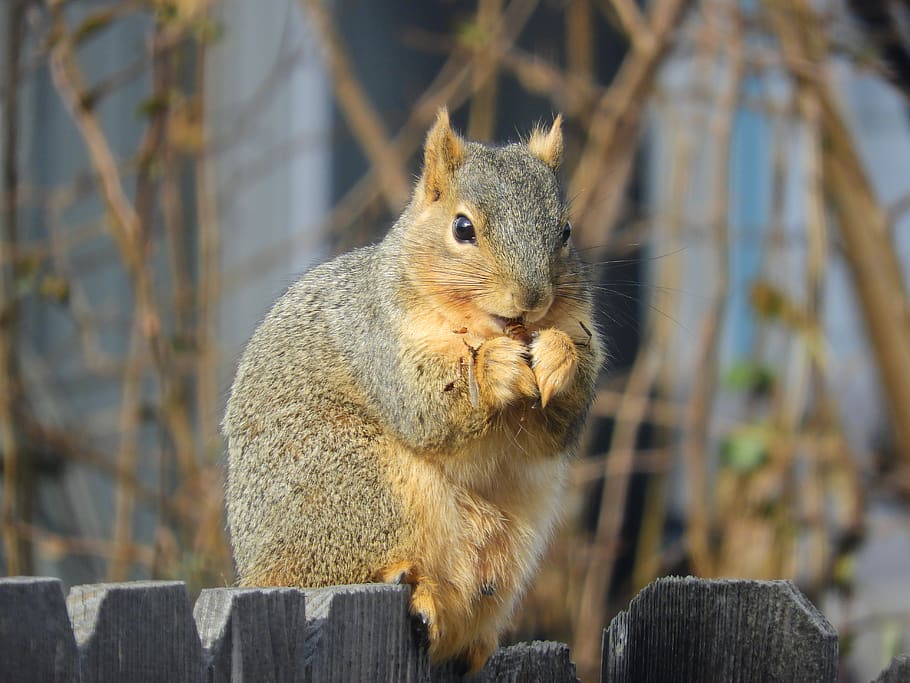 squirrel, nut, eating, nature, brown, gray, rodent, garden HD wallpaper