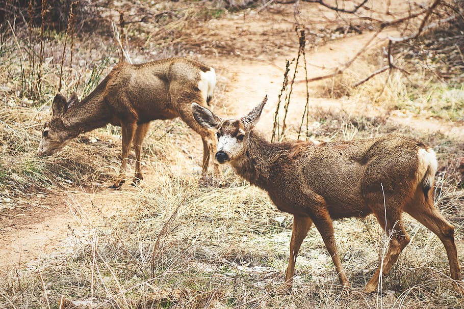 two brown deer on the field, antelope, wildlife, mammal, animal HD wallpaper