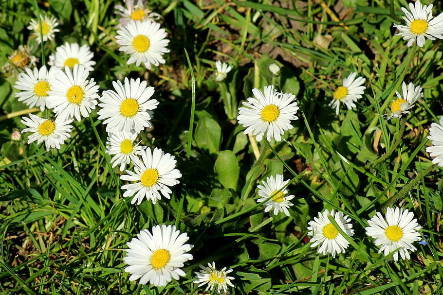daisies, meadow, spring, flowers, grass, nature, the beasts of the field, HD wallpaper